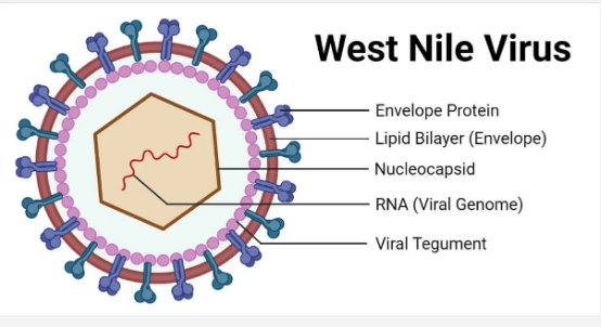 WNV
