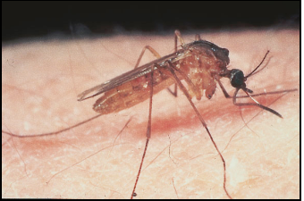 aedes-canadensis-mosquito